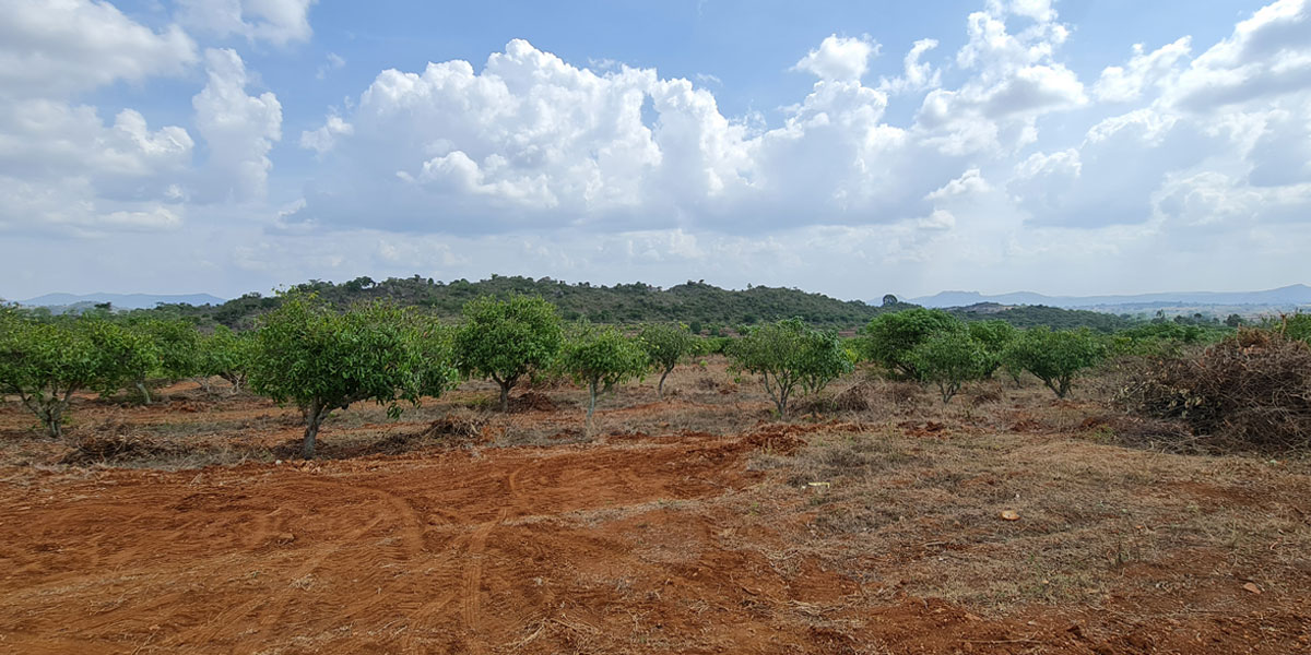 Vrindavan Farm Land View