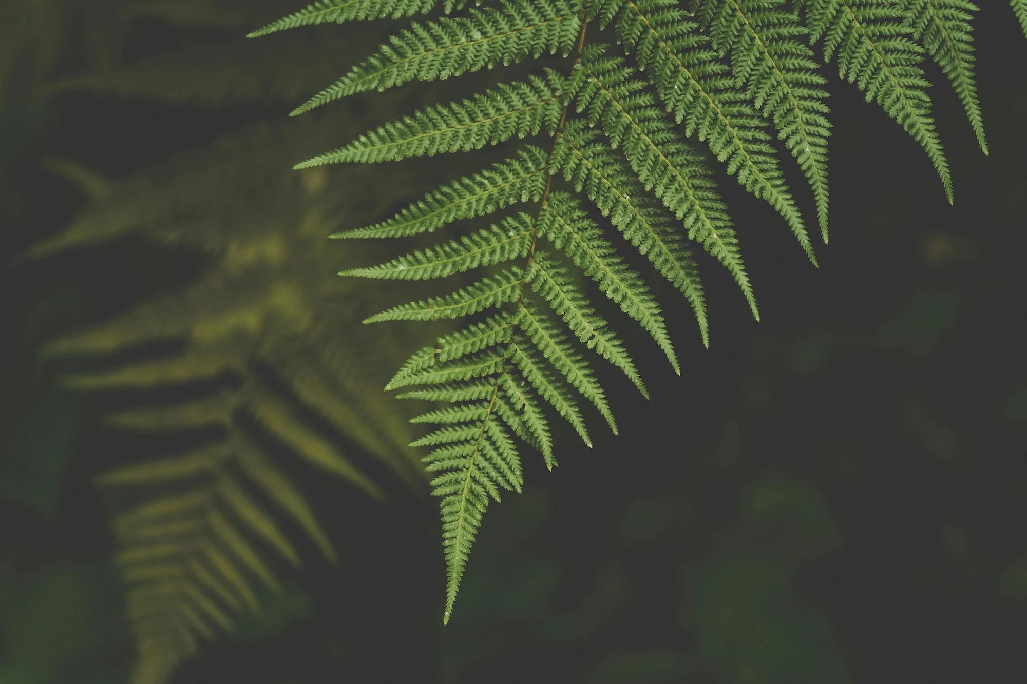 Greenery